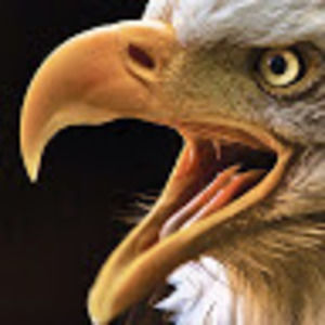 Meet your Posher, Space captain